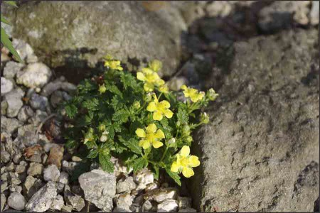 Potentila dickensii.